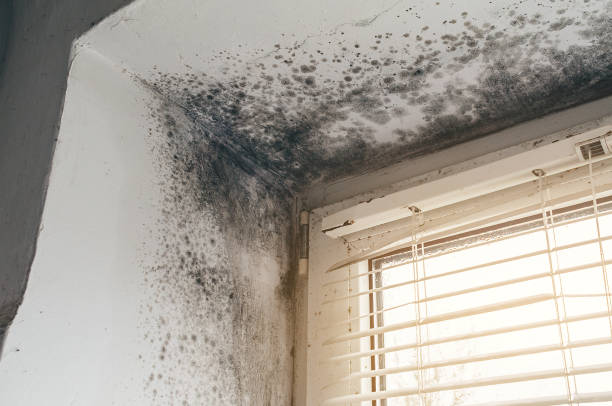 Affordable Mold Remediation solutions in Anoka, MN