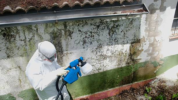 Top rated local Mold Remediation specialists in Anoka, MN